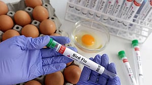 Poland to implement tougher measures to contain bird flu
