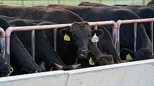 Australia relaxes curbs on US beef that angered Trump