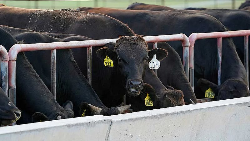 Australia relaxes curbs on US beef that angered Trump