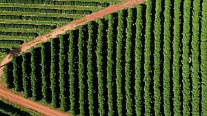 Trump's Brazil tariff rattles coffee market, could raise prices in US