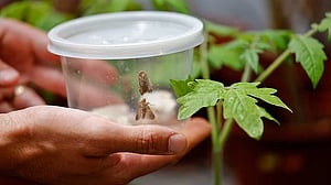 Israeli research finds that when plants talk, insects listen
