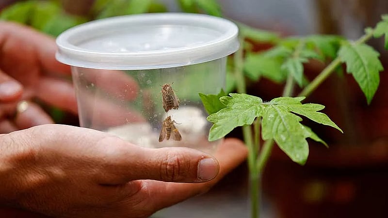 Israeli research finds that when plants talk, insects listen