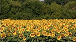 Russia suspends sunflower oil duty to lift exports, barley and corn duty cut too