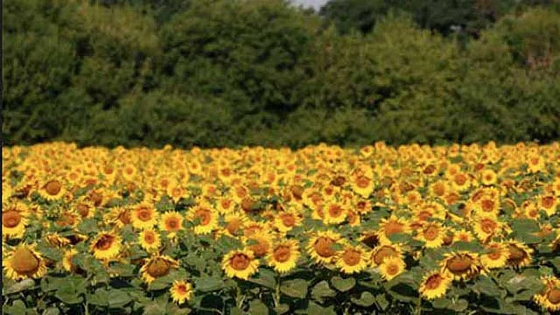 Russia suspends sunflower oil duty to lift exports, barley and corn duty cut too