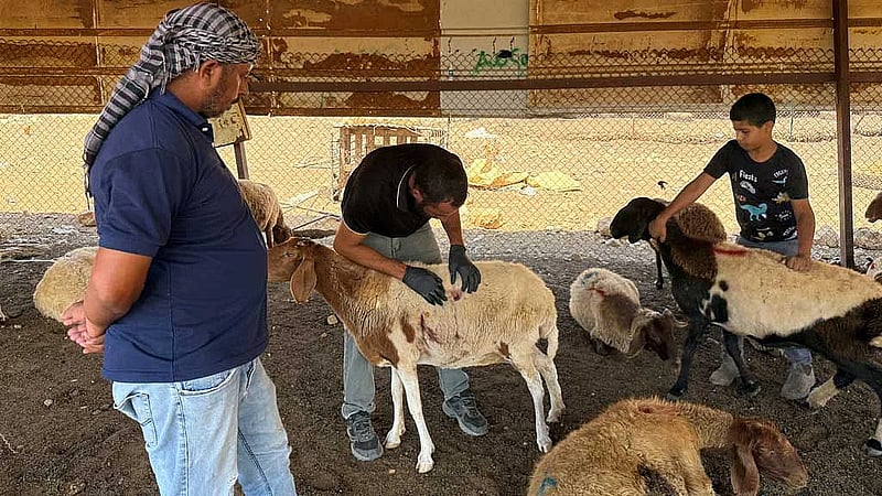 Israeli settlers accused of killing 117 sheep in West Bank attack