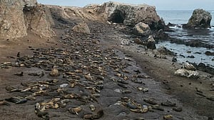 Peru's guano coastal birds face crisis as population drops over 75%, scientists say