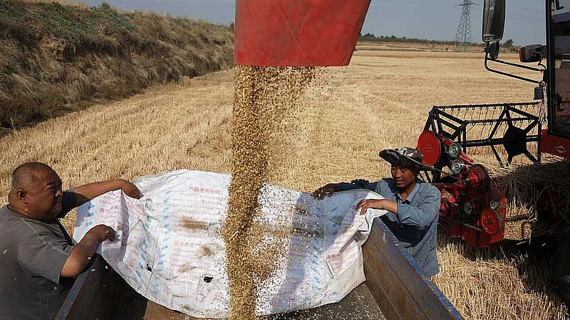 Drought bakes China's wheat belt, slashing harvests for some