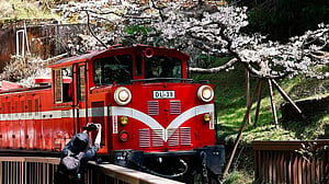 Chasing cherry blossoms on an old steam train in Taiwan