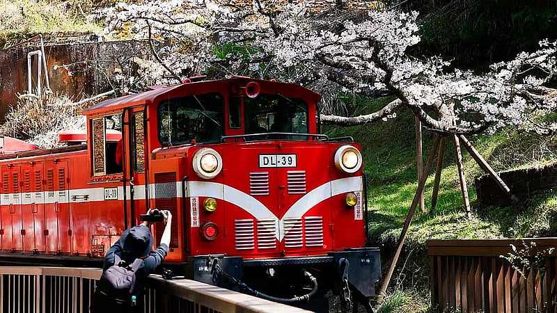 Chasing cherry blossoms on an old steam train in Taiwan