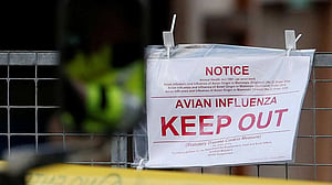 Netherlands starts bird flu vaccination programme at hen farm