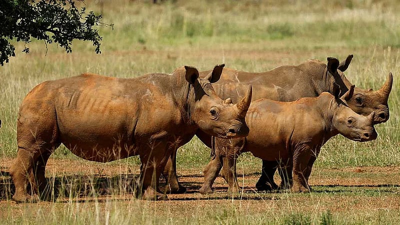 South Africa records 16% drop in rhino poaching last year