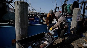 How Trump’s regulatory freeze is disrupting the US fishing industry