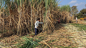 Indian mills sign contracts to export 600,000 metric tonnes of sugar