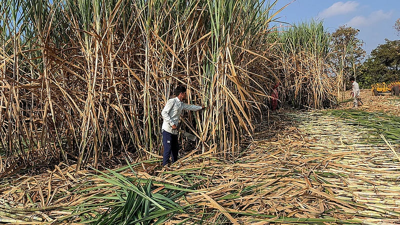 Indian mills sign contracts to export 600,000 metric tonnes of sugar