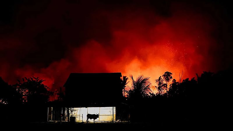 Amazon fires drive unprecedented global forest loss in 2024, report says