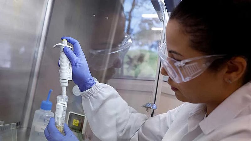 Bird flu in top chicken exporter Brazil triggers trade bans
