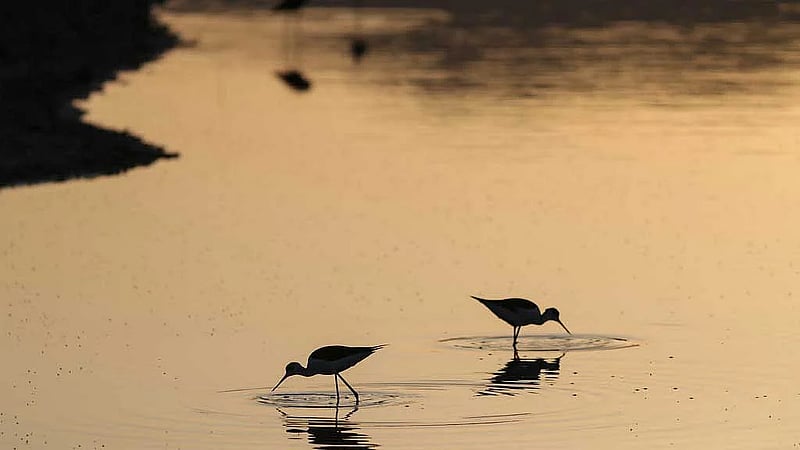 Rare migratory birds lure watchers to Greece's Lesbos island