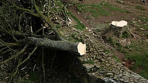 Men jailed for felling Britain's iconic 'Sycamore Gap' tree