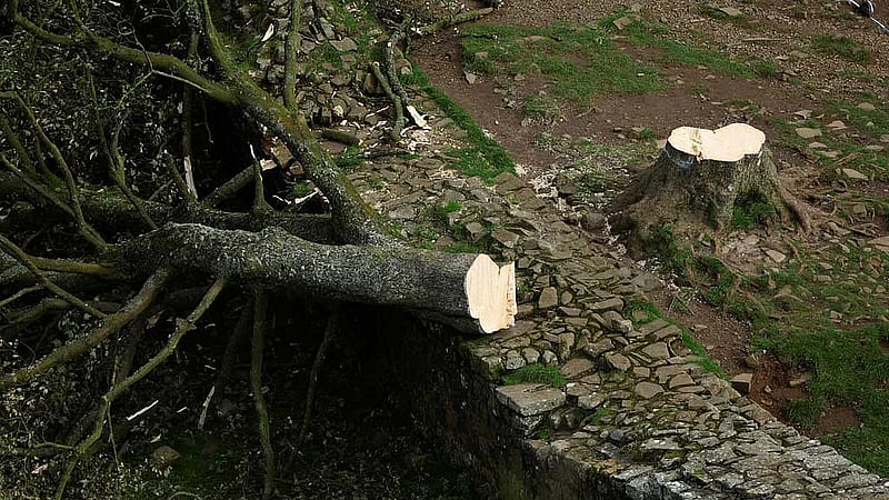 Men jailed for felling Britain's iconic 'Sycamore Gap' tree