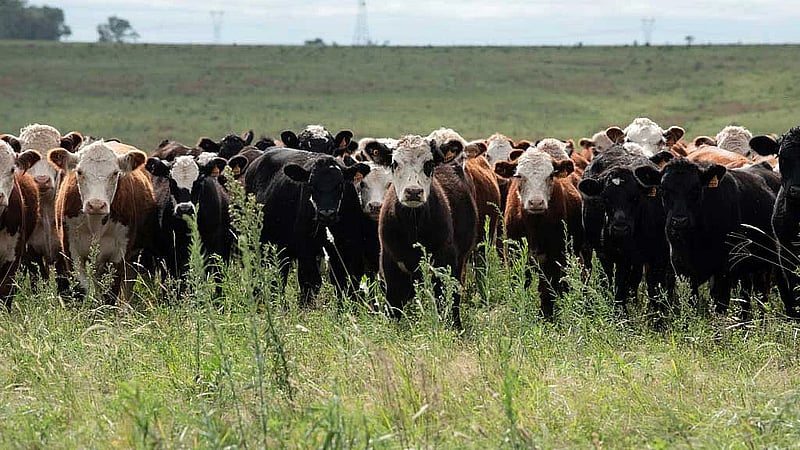 Phantom cows and missing millions spark financial scandal in Uruguay