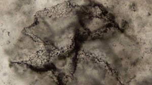 New method spots signs of Earth's primordial life in ancient rocks