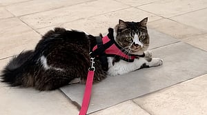 Genome study reveals milestone in history of cat domestication