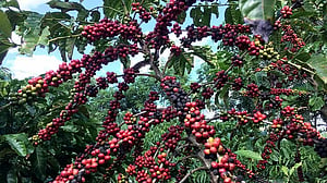 Trump's coffee tariff change helps US roasters, hurts Brazil