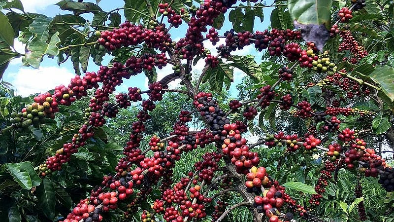 Trump's coffee tariff change helps US roasters, hurts Brazil
