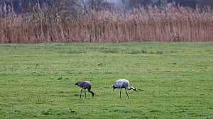 Mandatory bird housing imposed in England as bird flu spreads
