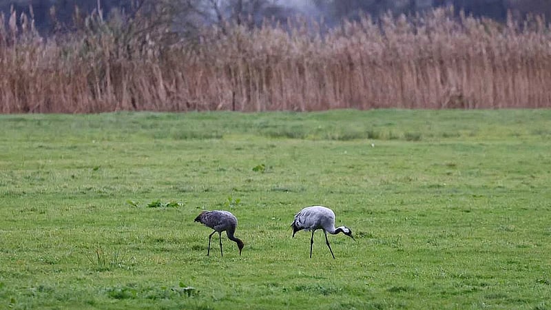 Mandatory bird housing imposed in England as bird flu spreads
