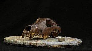 Doggie diversity in size and shape began at least 11,000 years ago