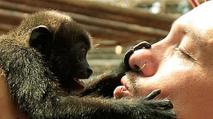 First kiss was 20 million years ago by early primates, scientists say