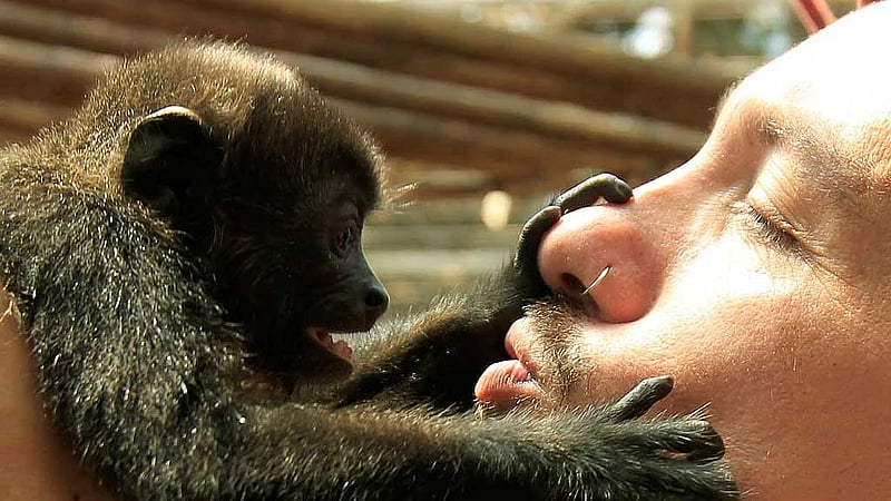 First kiss was 20 million years ago by early primates, scientists say
