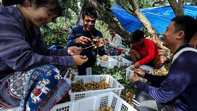 Leaving border camps for orchards, Myanmar refugees join Thai workforce
