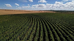 Brazil forest loss linked to coffee hit 737,000 hectares between 2002 and 2023, report says