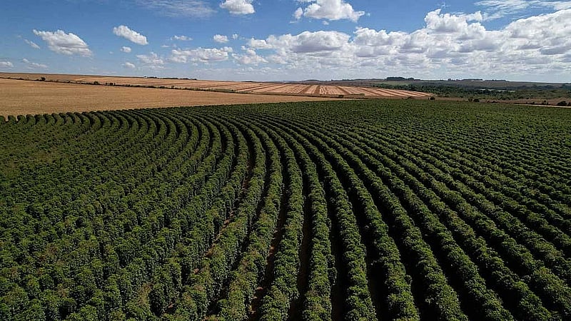 Brazil forest loss linked to coffee hit 737,000 hectares between 2002 and 2023, report says