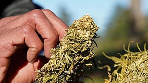 Germany restricts online cannabis sales amid import boom