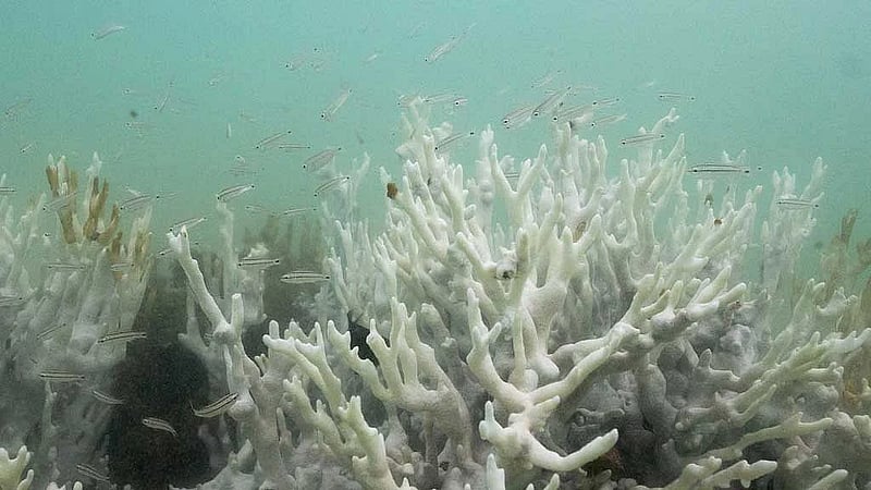Climate tipping points are being crossed, scientists warn ahead of COP30