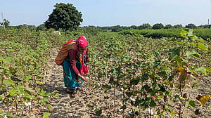 Monsoon promise turns sour for India's crops ruined by late downpours