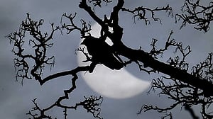Study shows how solar eclipse made some birds sing like a new day dawned