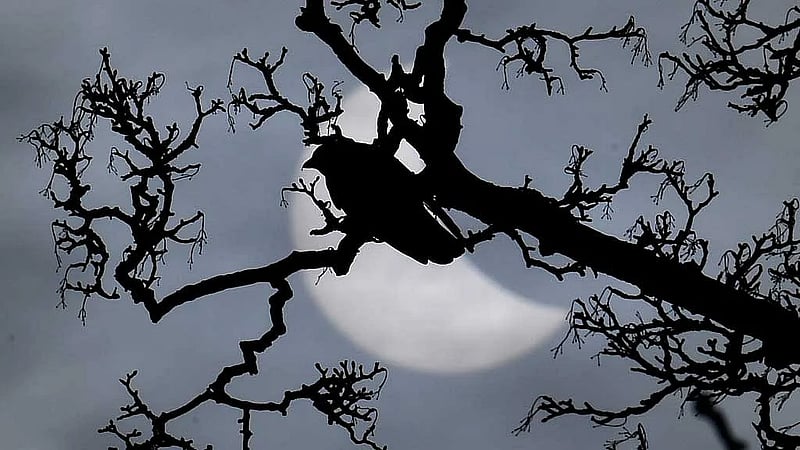 Study shows how solar eclipse made some birds sing like a new day dawned