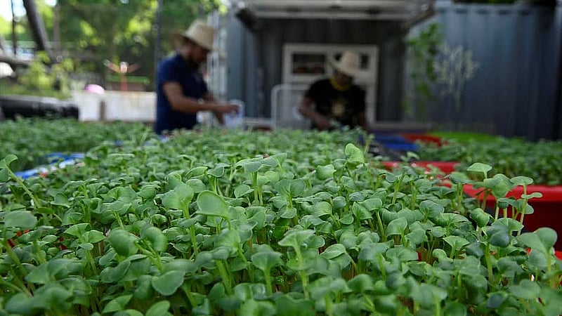 Cuban start-up grows microgreens and dreams big