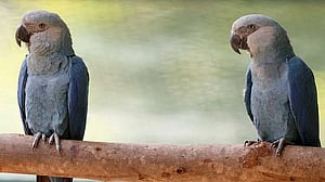 Feathers fly in dispute over Ambani zoo's pursuit of rare parrot