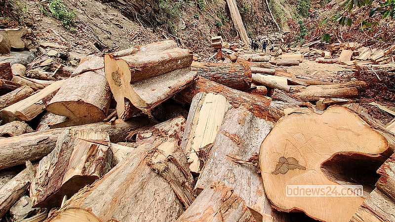 Rampant logging tears through Bandarban’s Parabon forests as hills are carved to haul timber