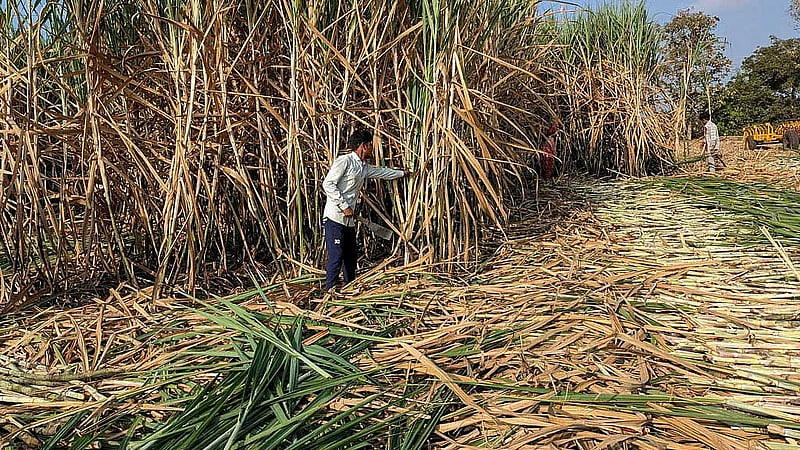 India rules out sugar export curbs and maintains duties on edible oils