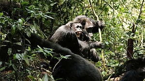 Scientists stunned as chimpanzees turn on friends in killing spree