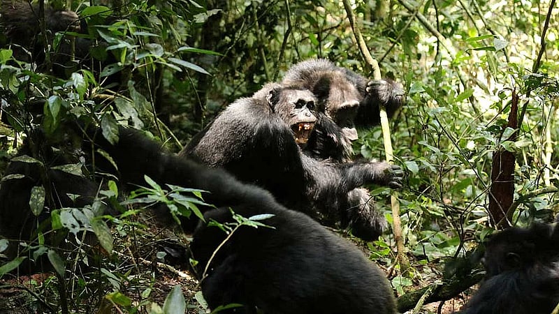 Scientists stunned as chimpanzees turn on friends in killing spree