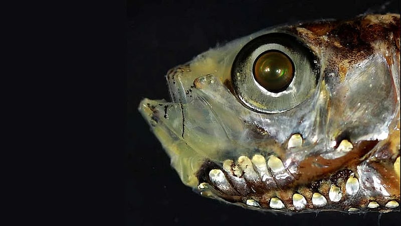 Deep-sea fish break the mould with novel visual system