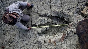 New AI method helps identify which dinosaur made which footprints