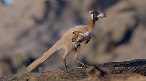 'Exquisite' fossil of one of the smallest dinosaurs found in Argentina